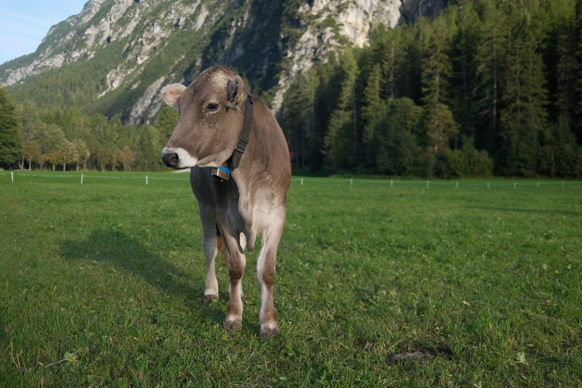 cow, alps, austria, pasture, mountain, meadow, bell, forest, nature, agriculture, grazing, green, tranquility, rural, peace, climatic, summer, clear