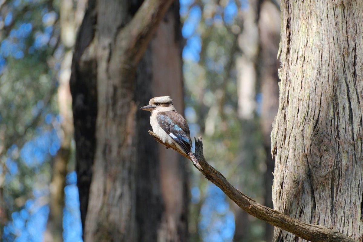 kookaburra, laughing, wildlife, nature, bird, animal, feathers, plumage, avian, australian, beak, tree, birdwatching, branch, perched, natural habitat, forest, ecosystem, wild, nature observation, animal behavior
