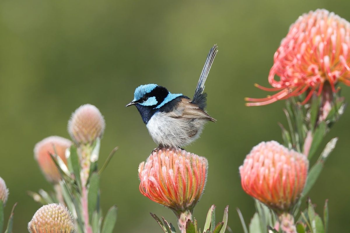 fairywren, plumage, perched, feathers, blue, superb, wren, nature, bird, wildlife, beautiful flowers, australian, birdwatching, beak, pincushion, protea, flower, male, natural, flower wallpaper, songbird, flower background, native, colorful