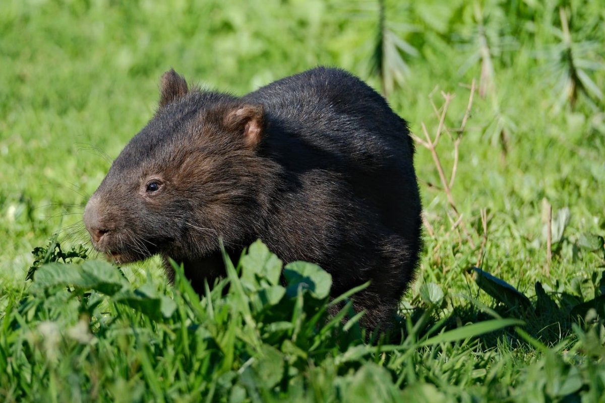 wombat, nature, animal, australia, wildlife, mammal, herbivore, cute, eating, grass, native, brown, original, new south wales, wild, pouch, wild animals, mammals, grain, ecosystem