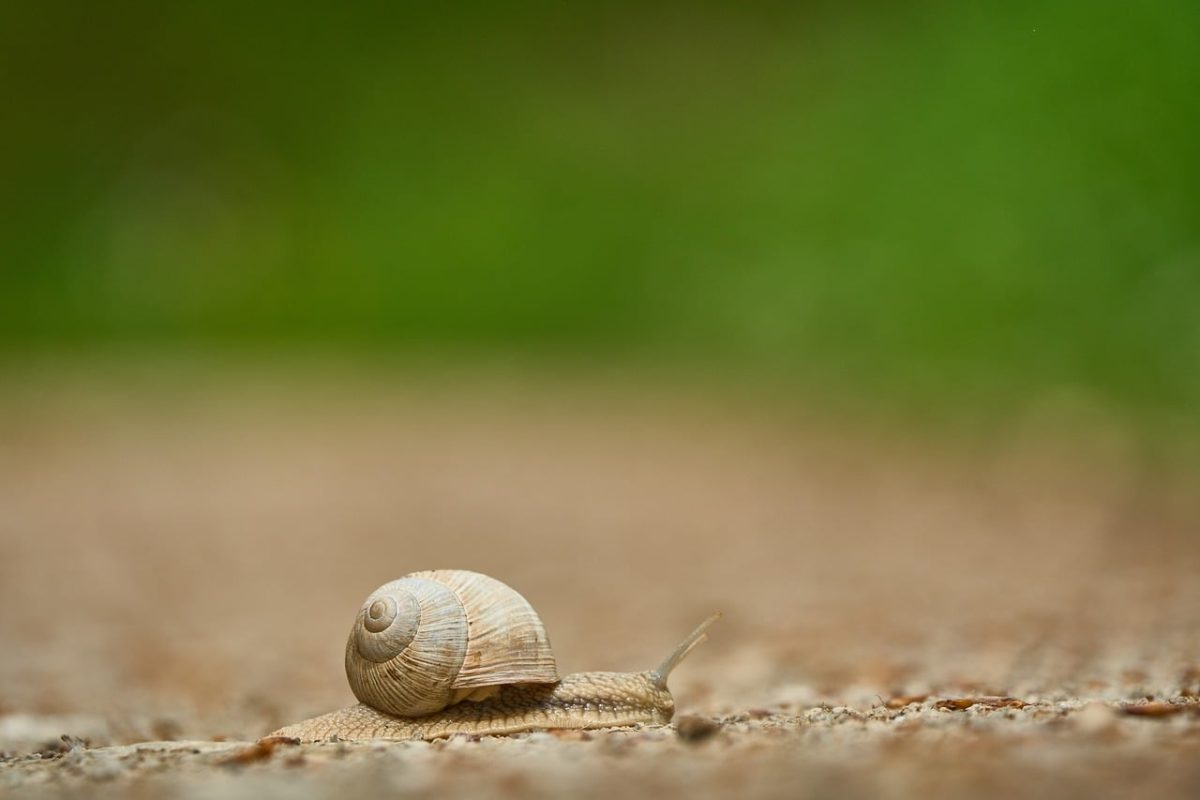 snail, close-up, nature, garden snail, shell, ground, insect, macro, slow, blurred background, macro photography, slow speed, green background, slow animal, simplicity, minimalism, slow movement, ecology, natural environment, lifestyle, ground surface