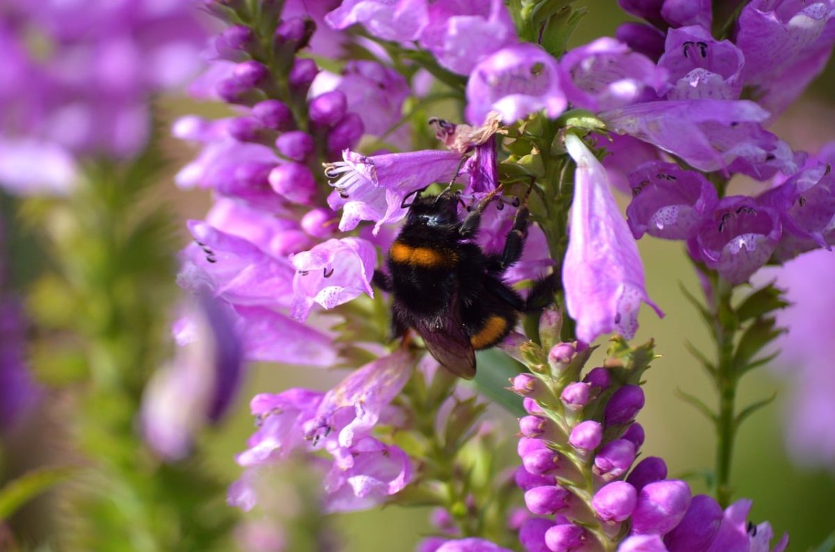 bumblebee, flower, pink, obedient plant, garden, insect, pollination, nature, macro, beauty, purple, summer, hd wallpaper, garden plant, pollinating insect, wildlife, beautiful colors, detail, wallpaper, ecology, calm
