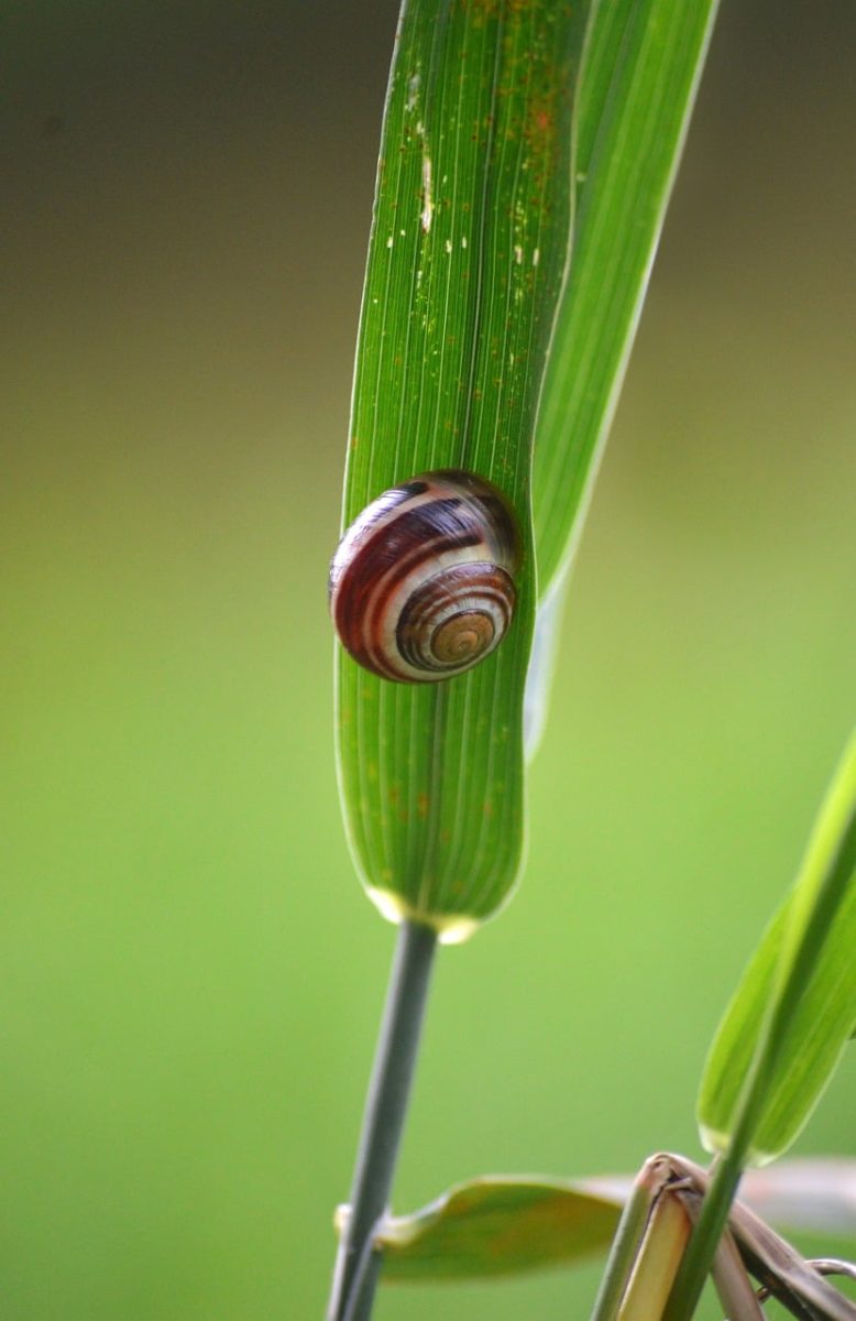 snail, spiral, shell, nature, ecology, garden, animal, biology, mollusk, grass, green, macro, background, nature wallpaper, small, details, natural, wild, space, detailed
