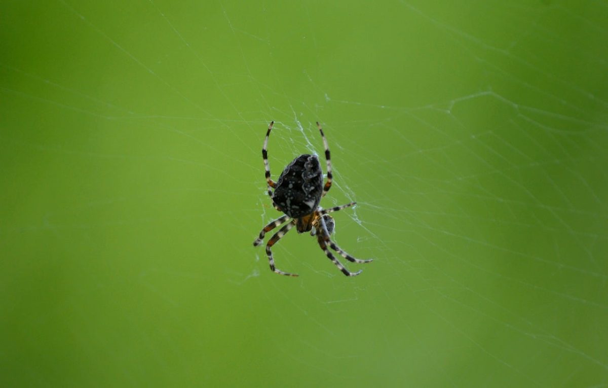 spider, web, insect, macro, prey, nature, focus, horizontal, green, rain, cross, garden, wild, circular, external, calm, blue, disk, detail, composition, natural