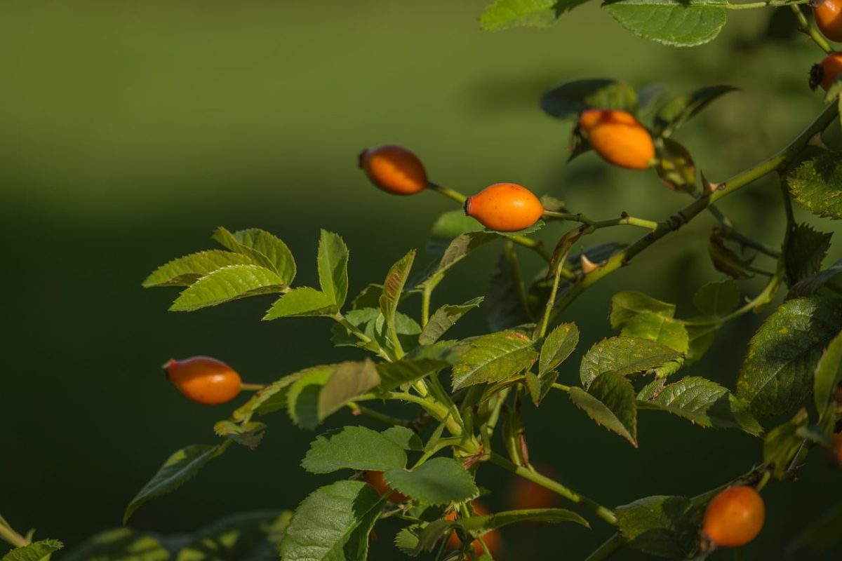 rose hip, orange, green, branch, leaf, nature, fresh, garden, fruit, summer, shrub, berries, autumn, medicinal, vitamin, natural, edible, background, ecology, relaxation, health