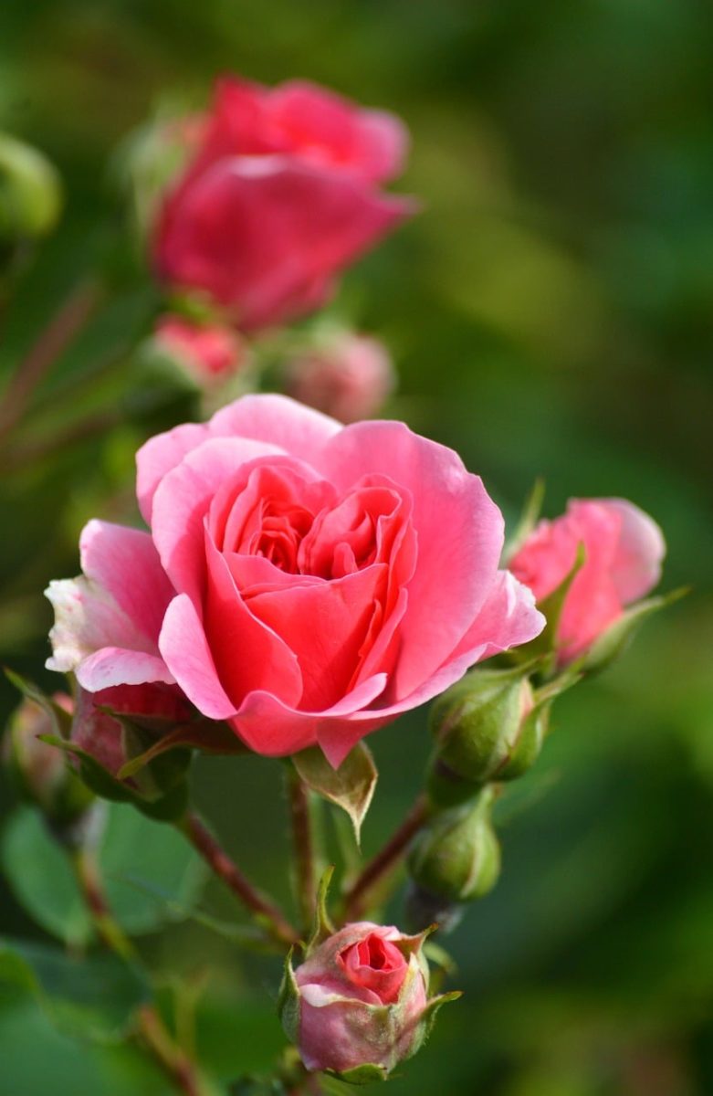 rose, pink flower, buds, garden, nature, beauty, flora, close-up, fresh, romance, flowers, green background, sprout, blossom, background blur, thorny stem, beautiful garden, gardening, floral composition