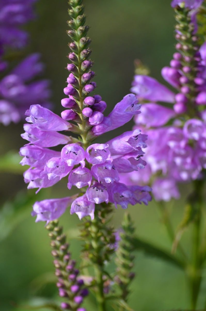 flower, pink, nature, garden, details, macro, physostegia, lamiaceae, flower garden, background, medium shot, natural beauty, close-up, summer, fresh, garden plant, blooming, obedient plant, outdoor, floral wallpaper