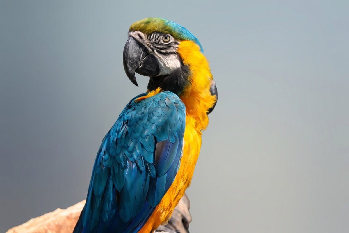 parrot, blue and yellow, bird, macaw, exotic, feathers, wild, close-up, nature, avian, caribbean, natural habitat, animal, zoo, puerto rico, ecology, colorful, wilderness, beautiful, clear
