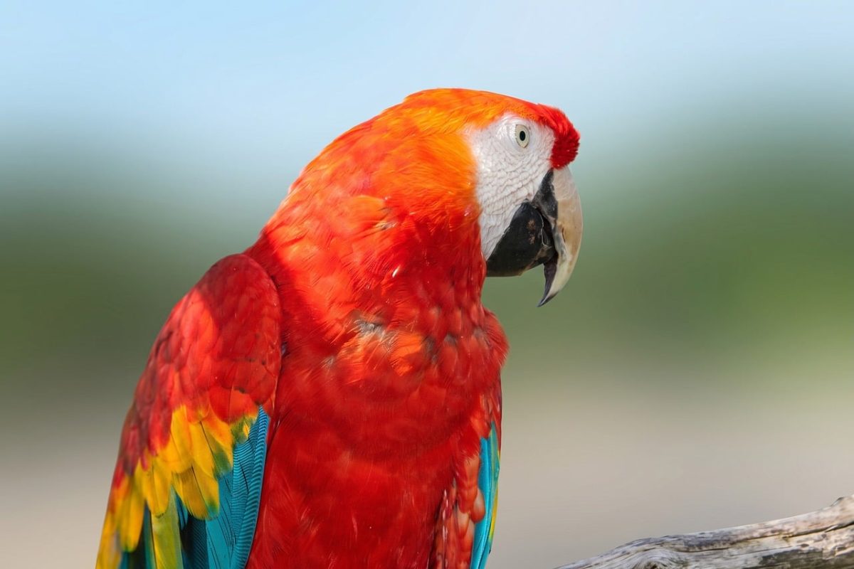 parrot, free wallpaper, macaw, wallpaper 4k, red and blue, hd wallpaper, laptop wallpaper, nature, bird, feathers, wildlife, fauna, uniqueness, colors, wallpaper hd, background, windows wallpaper, fruit and nuts, close-up, 4k wallpaper 1920x1080, free background, desktop backgrounds, full hd wallpaper, cool backgrounds, 4k wallpaper, beautiful wallpaper, exotic, natural beauty, details, glossy, feathered, national park, mac wallpaper, conservation