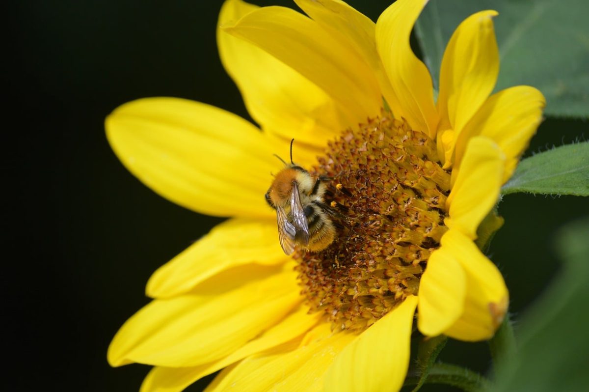 bumblebee, sunflower, macro photography, summer, pollination, nature, yellow, wild bee, blossom, nectar, leaf, insect, animal, reproduction, foraging, petals, close-up