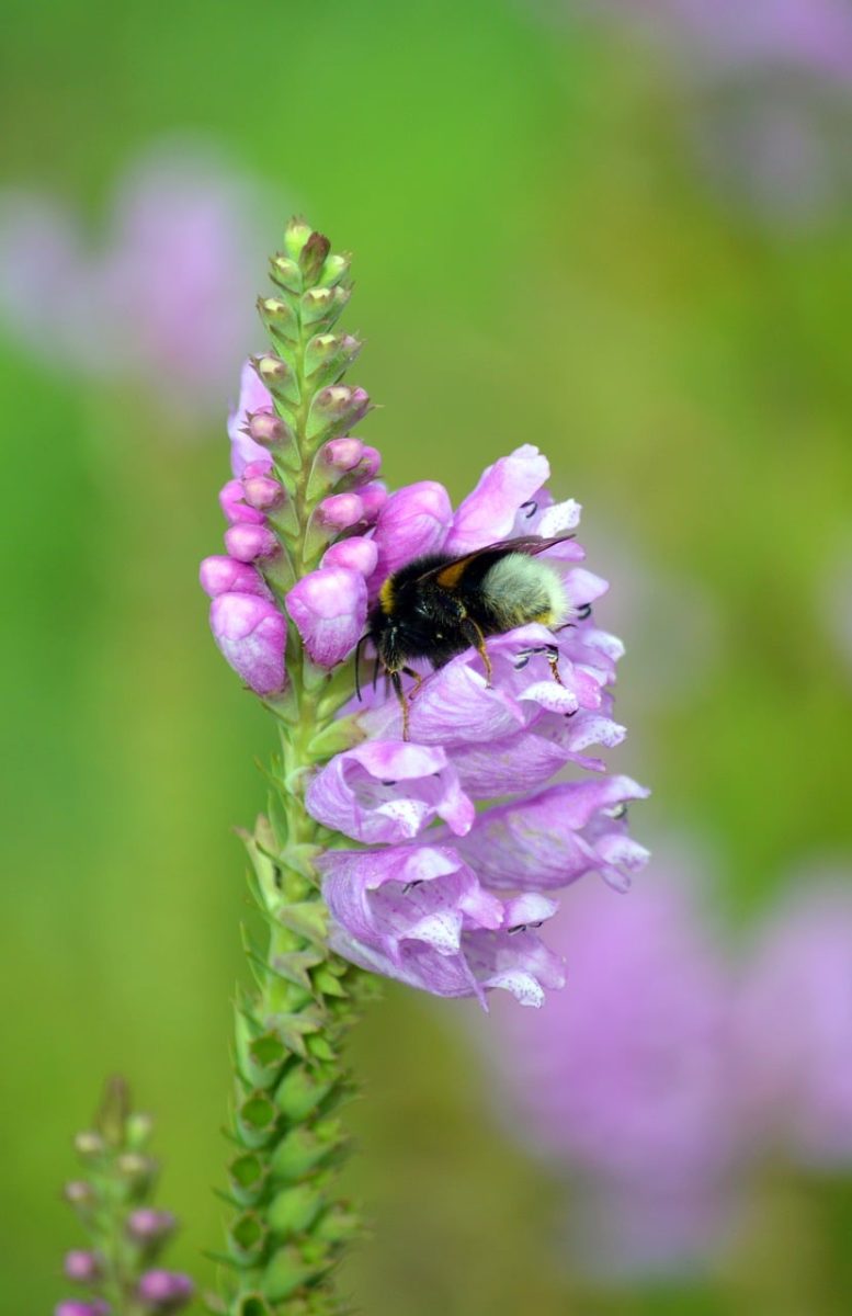 bumblebee, flower, nature, insect, macro, obedient plant, pink, pollination, detail, nature wallpaper, summer, close-up, wildlife, green, plants, wildflowers, garden flowers, tier, gelenkblume, etagenerika, blüte, lippenblütler, physostegia virginiana, nahaufnahme