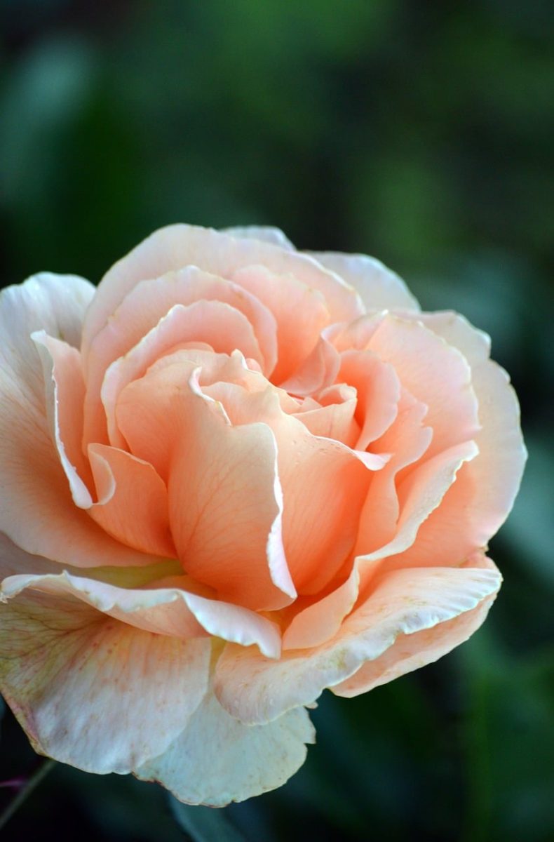 rose, apricot color, flower, garden, close-up, nature wallpaper, petal, beautiful rose, flora, natural beauty, romance, delicate, spring, color palette, elegance, charming, inspiration, fragility, nature theme