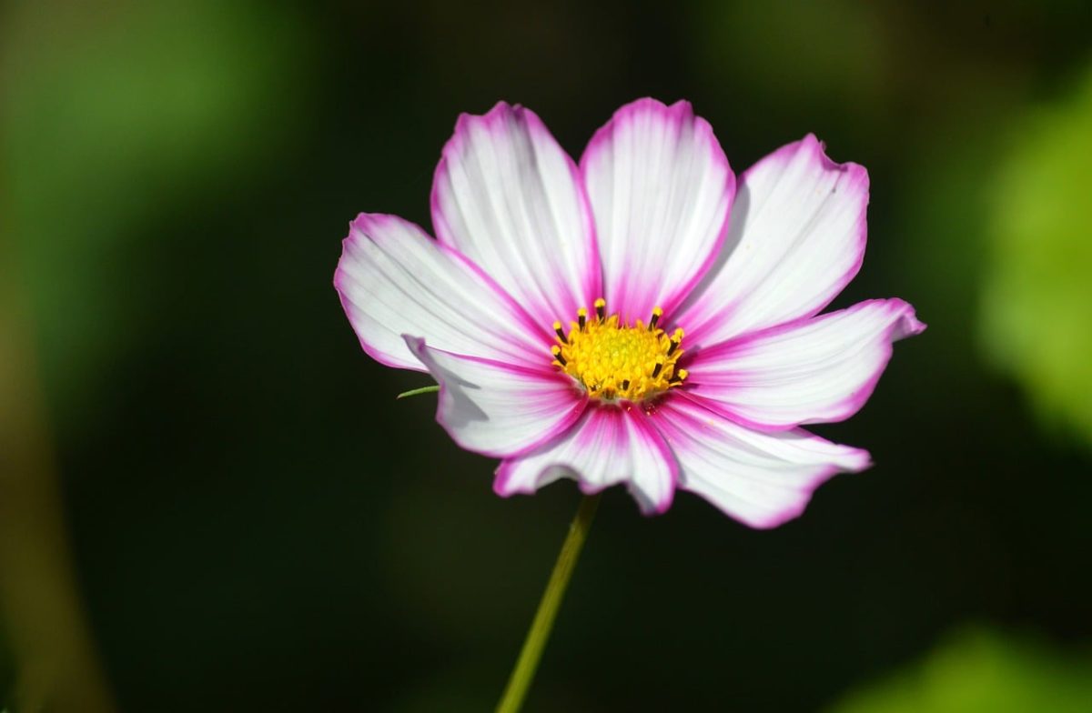 cosmos, flower, pink, white, nature, flower background, delicate, garden plant, petals, macro, beauty, flower garden, close-up, spring, beautiful flower, vibrant, colorful, flower wallpaper, beautiful flowers, simplicity, light, natural beauty
