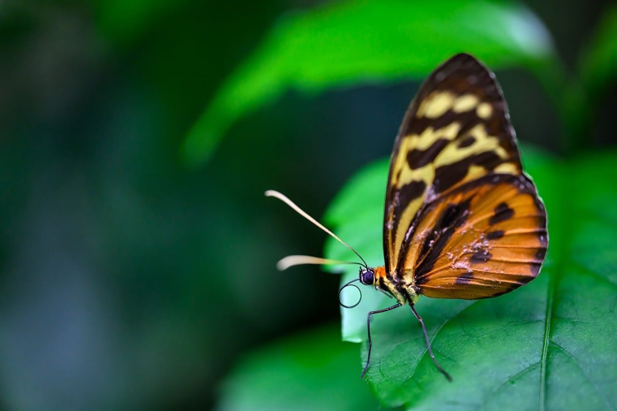 butterfly, macro, nature, platform, detailed, life-like, insect, garden, purple, leaf, fauna, butterfly wing, green, live, zoology, article, forehead, two-axial, close-up