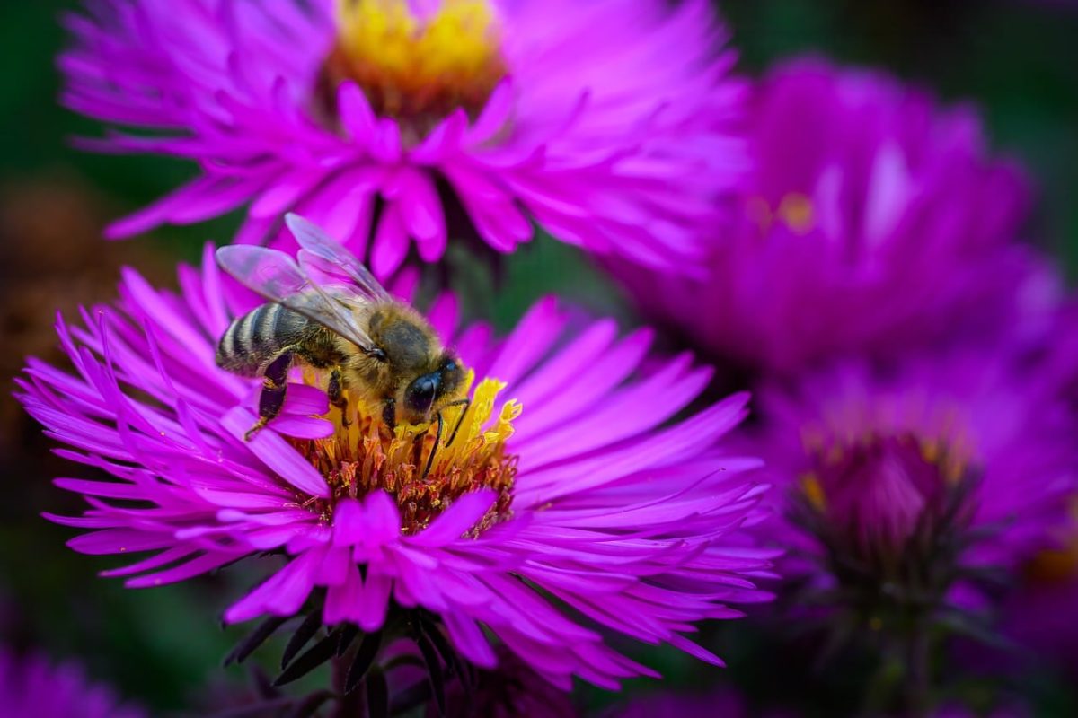 bee, flower, macro, insect, flower background, pollen, nectar, wings, honey, beautiful flowers, nature, flower wallpaper, world bee day, pollinator, pollination, beekeeping, wildflower, entomology, colorful, purple flower, closeup, garden