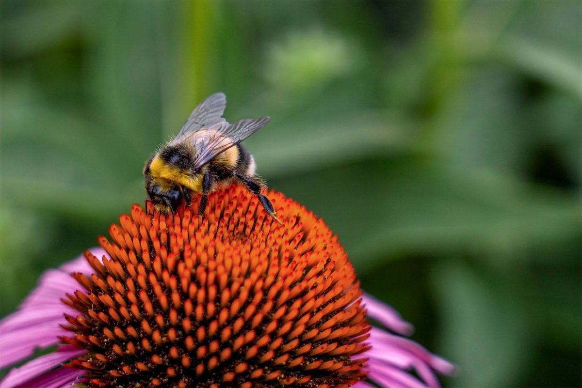 bumblebee, pollination, macro, free wallpaper, laptop wallpaper, desktop backgrounds, mac wallpaper, flower, beautiful flowers, wallpaper 4k, nature, garden, hd wallpaper, petals, pink, 4k wallpaper, detail, cool backgrounds, wildlife, bumblebee on flower, free background, flower wallpaper, fauna, wallpaper hd, insect, green, windows wallpaper, flower background, natural beauty, color, background, 4k wallpaper 1920x1080, floral background, beautiful wallpaper, full hd wallpaper, growth