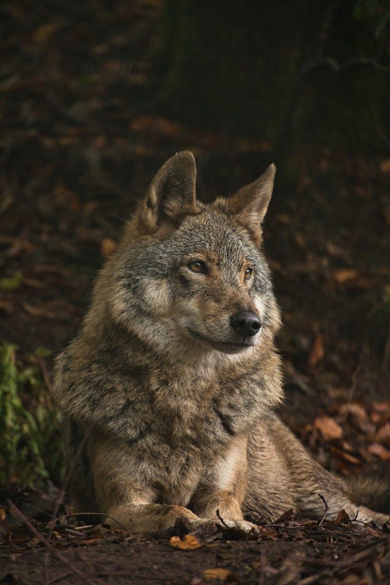 wolf, nature, wild, animal, wolf-like, predator, mammal, forest, in nature, wildlife, fur, close-up, evening, serious, strong, solitary, shedding, mountain area, primordial