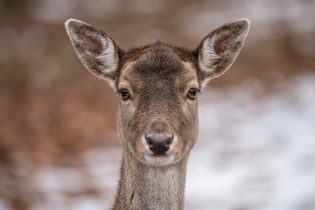 deer, winter, animal, close-up, nature, wild, mammal, fur, ears, head, eyes, animal portrait, blurred background, snow, winter season, wilderness, juvenile, natural, cute