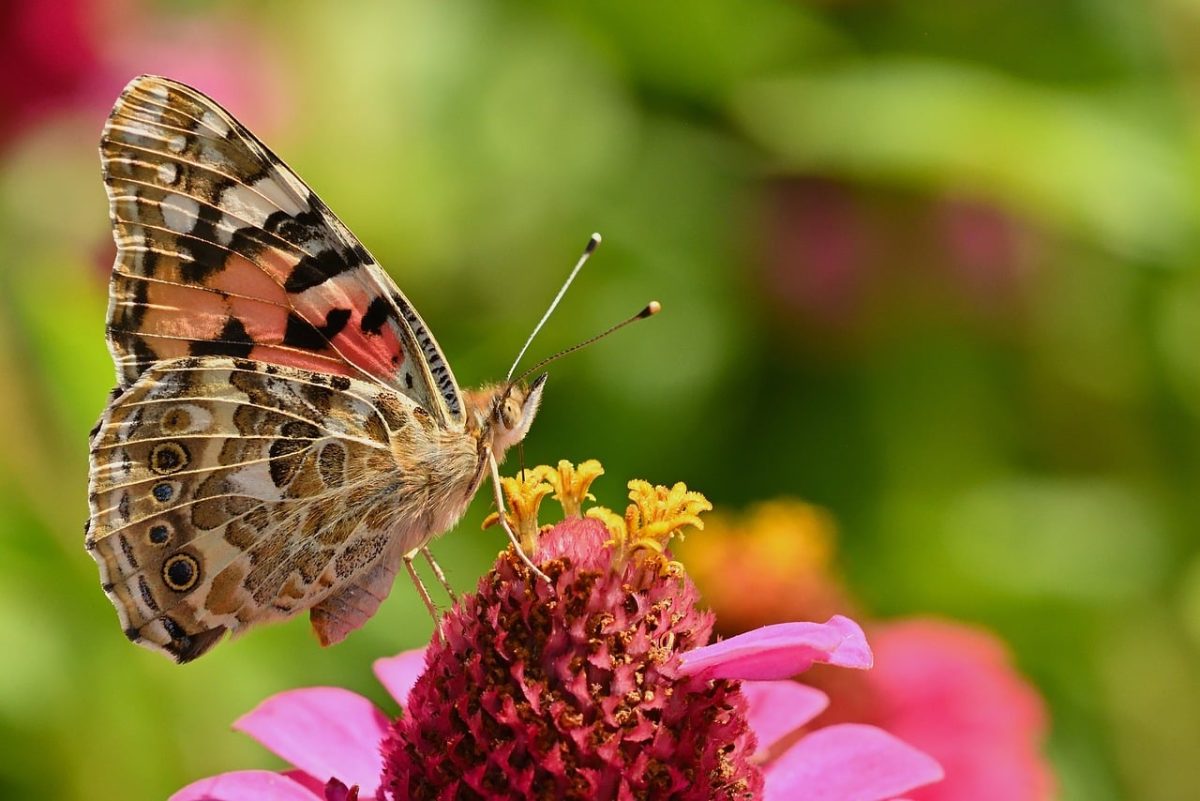 butterfly, painted lady, flower, zinnia, garden, nature, macro, colorful, wing, detail, flying, pollination, ecology, flowering plant, bee stop, proboscis, nature's art, insect beauty, photography, ecosystem