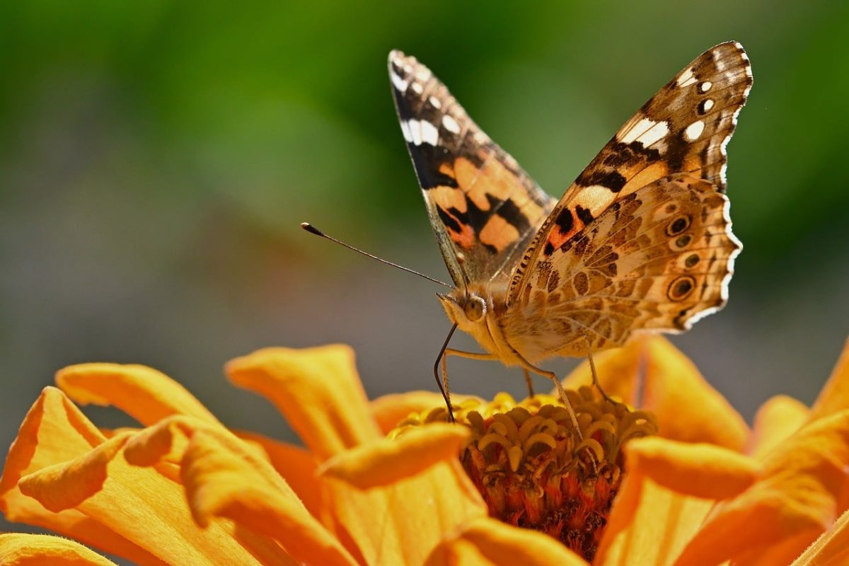 butterfly, zinnia, nature, close-up, bright orange, color, wing, flower, summer, garden, photography, beauty, details, composition, macro photography, animal, insect, pollination, environment, life cycle