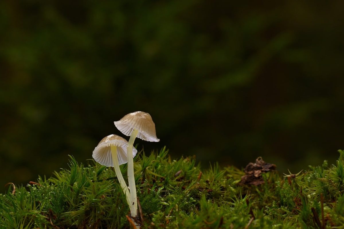 mushrooms, moss, forest, close-up, nature, root, gills, soil, flora, background, ecosystem, microworld, natural environment, forest floor, natural biotope, mycology, elf, magical, microorganism