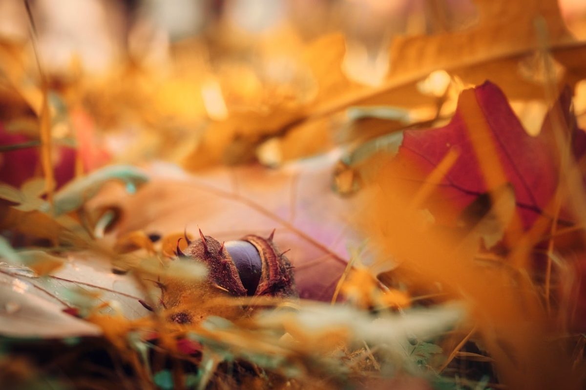 autumn, leaves, free background, chestnut, nature, mac wallpaper, laptop wallpaper, detail, ground, macro, red, cool backgrounds, bright, art, hd wallpaper, 4k wallpaper, background, blurred background, full hd wallpaper, texture, wallpaper 4k, softness, 4k wallpaper 1920x1080, wallpaper hd, blur, smooth, deciduous, color, desktop backgrounds, beautiful wallpaper, windows wallpaper, outdoor, natural, free wallpaper, yellow, Nowy Dwór Mazowiecki, Masovian Voivodeship, Poland