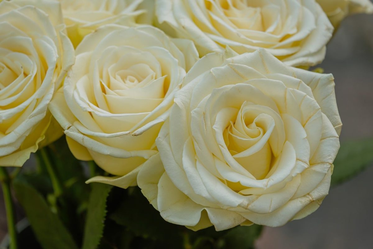 white roses, flower, nature, beauty, romance, wedding flowers, fragrant flowers, decoration, cream color, bouquet, blooming, romantic atmosphere, love, delicate, fresh, purity, gardening, petals, indoor plants, classic flowers