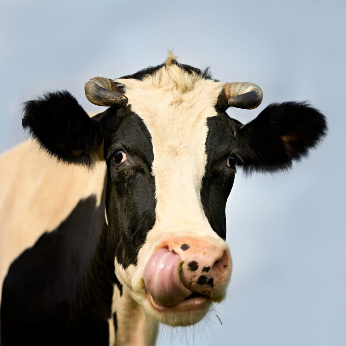 cow, portrait, funny, nature, tongue, licking, farming, animal, cattle, holstein, face, snout, nose, horns, outdoors, sky, savannah, agriculture, mammal, rural, pasture