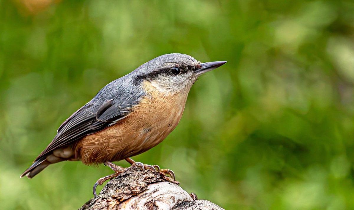 nuthatch, bird, nature, wild, branch, feathers, bokeh, birdwatching, perched, wildlife photography, unidentified bird, ecosystem, green color, gray color, orange color, botany, attention, log background, ornithology, biology, Hungary, Budapest