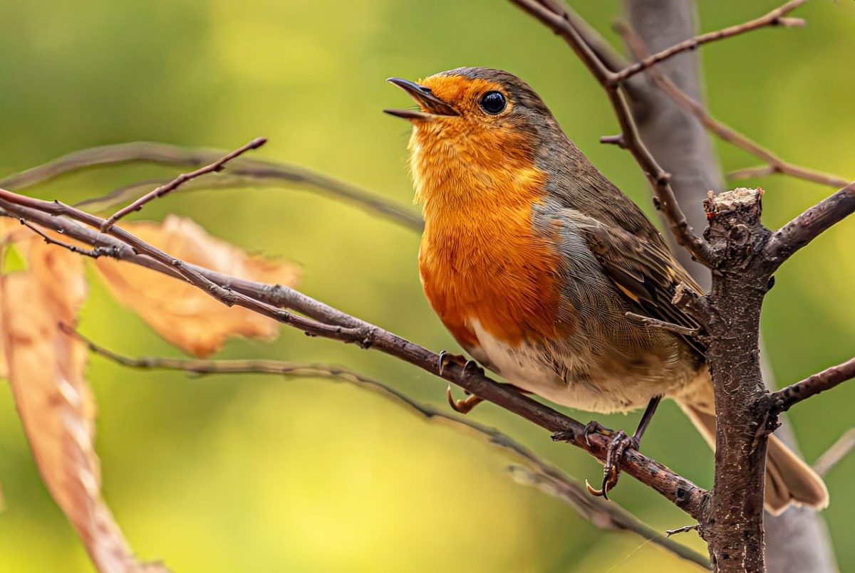 european robin, robin, laptop wallpaper, singing, open beak, nature, background, nature photography, mac wallpaper, windows wallpaper, free wallpaper, wallpaper hd, orange breast, cool backgrounds, songbird, wildlife, branch, hd wallpaper, perched, desktop backgrounds, animal, 4k wallpaper, bird, wallpaper 4k, free background, forest, bokeh effect, 4k wallpaper 1920x1080, full hd wallpaper, green, fauna, feathers, breathing, beautiful wallpaper, ornithology, Hungary, Budapest