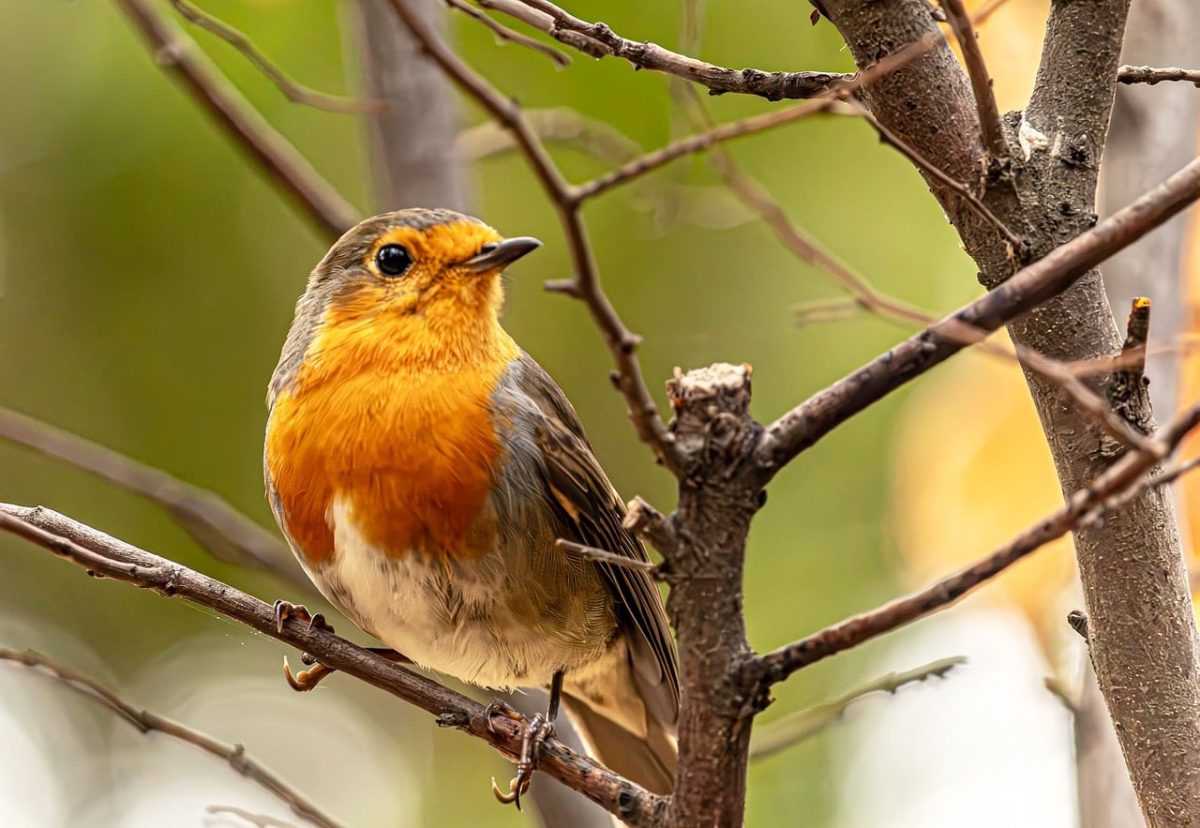 european robin, bird perch, orange breast, songbird, feather colors, animal species, nature, autumn, forest, branch, bird companion, avifauna, wildlife, ornithology, bird world, birdsong, nature photography, ecosystem, bird behavior, bokeh effect, Hungary, Budapest