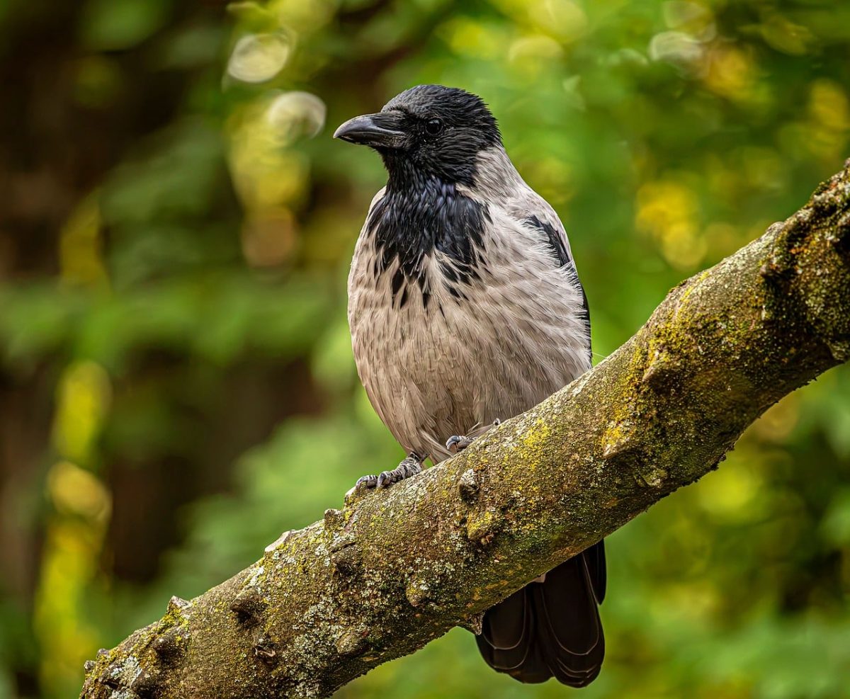 crow, tree, nature, cool backgrounds, forest, wildlife, beautiful wallpaper, branch, bird, green foliage, corvid, beautiful nature, beak, free background, desktop backgrounds, hd wallpaper, nature wallpaper, feathered, 4k wallpaper, 4k wallpaper 1920x1080, full hd wallpaper, background, grey, black, details, laptop wallpaper, wild, ornithology, nature background, windows wallpaper, mac wallpaper, close-up, wallpaper 4k, free wallpaper, wallpaper hd, fresh, wallpaper, Hungary, Budapest