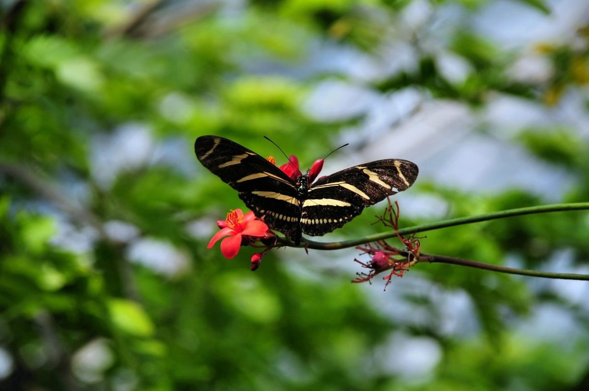 butterfly, nature, insect, flower, pollination, summer, butterfly wings, wings spread, environment, color, red flower, garden, orange flower, macro photography, natural beauty, blurred background, black stripes, fluttering