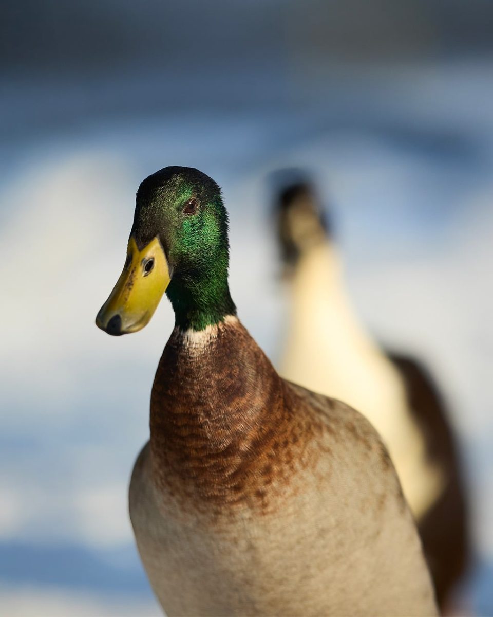 wild duck, winter, feathers, neck, green color, wildlife, snow, head, duck bill, natural world, animal portrait, wild birds, waterfowl, drake, nature, outdoor photography, speculum, natural habitat, ornithology, sunset, run
