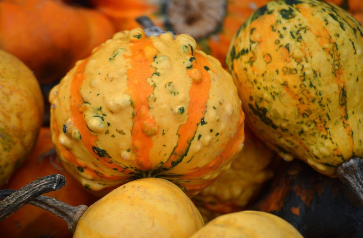 decorative, pumpkin, abundance, harvest, autumn, gourds, colors, nature, ornamental, festive, background, season, landscape, texture, autumn decoration, post-harvest, yellow, orange, surface texture