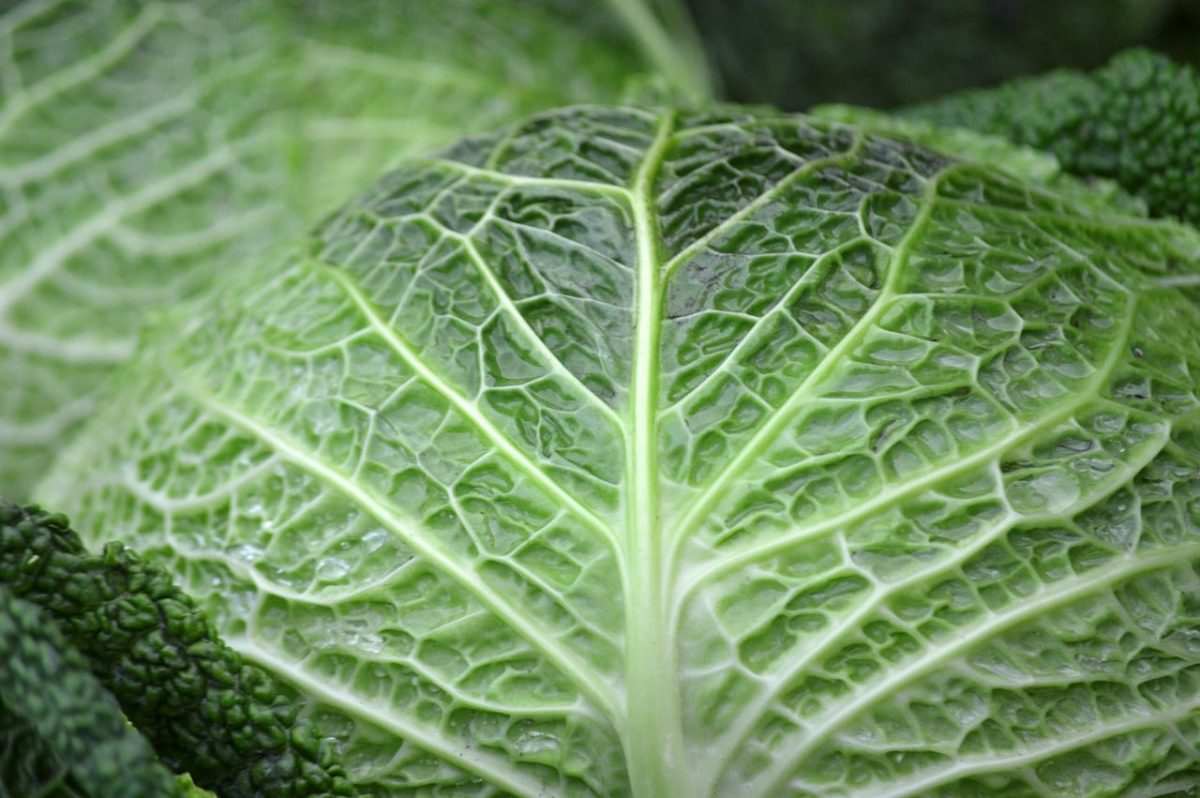 cabbage, healthy, vitamins, vegetable, green, leaves, texture, agriculture, fresh, winter vegetable, organic, nature, healthy diet, tasty, salad, nations, farmers market