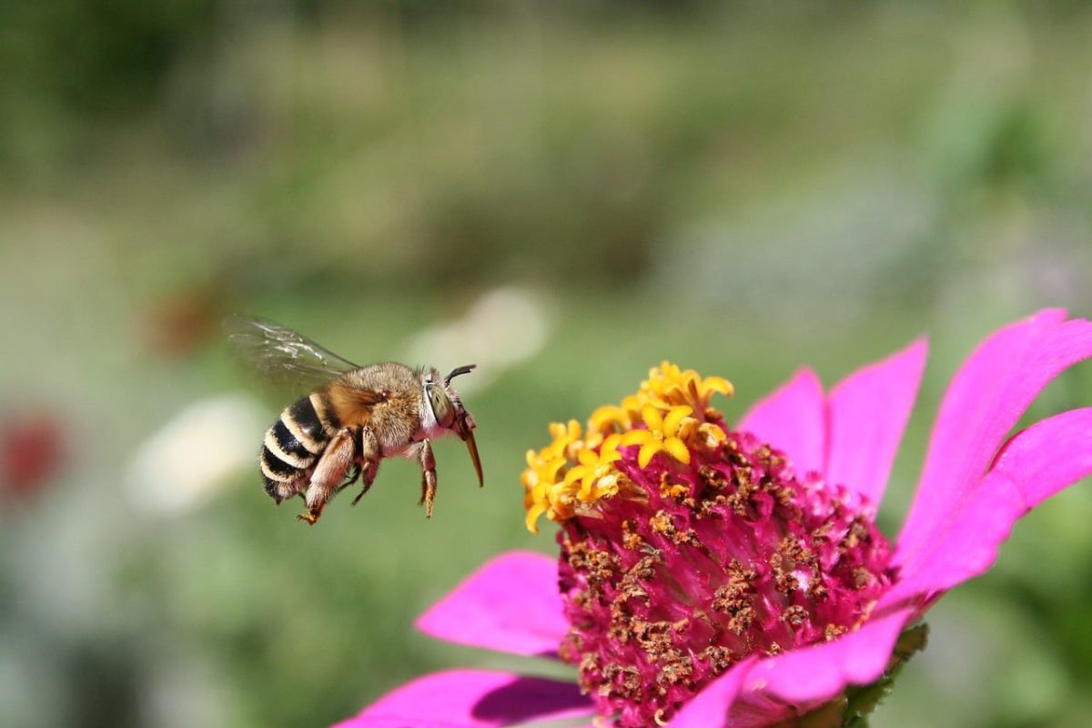 bee, flower background, pollination, flower wallpaper, flower, beautiful flowers, zinnia, flying, nature, macrophotography, bright pink, summer, insect, biology, wild, color, solitary bee, wildlife, yellow, fertilization, ecosystem, natural world