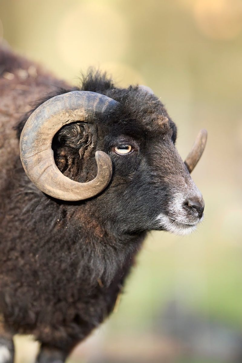 ouessant, ram, fur, horn, black, profile, portrait, animal, mammal, farm, livestock, curve, wool, eye, nature, outdoors, agriculture, mutton, male, head