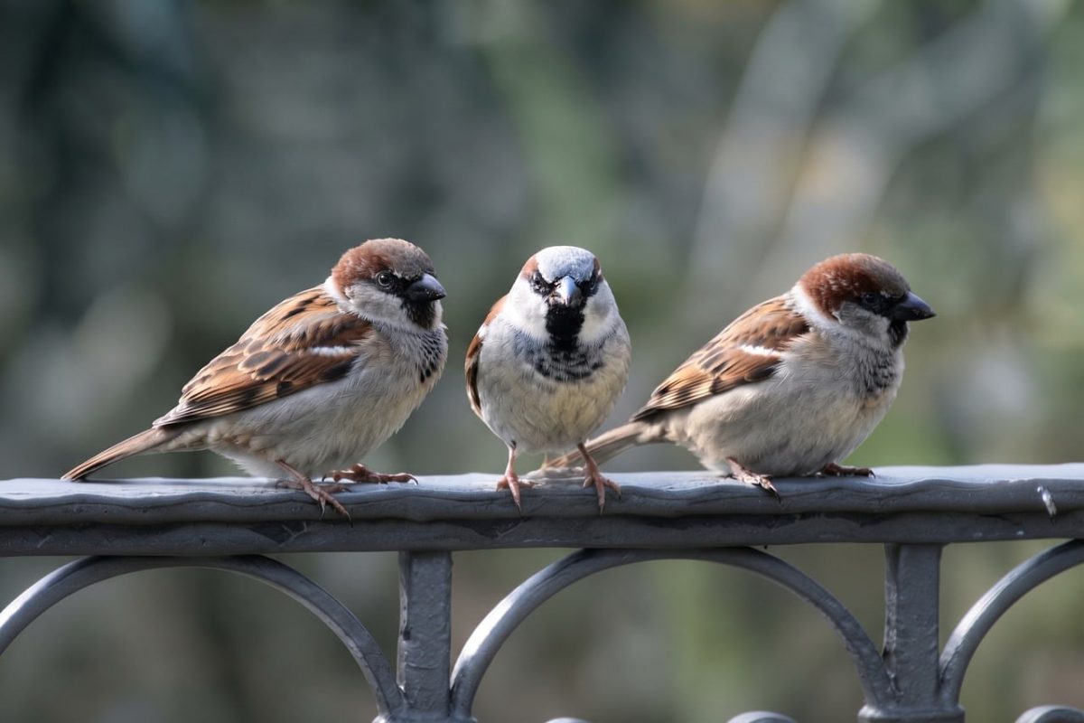 sparrows, three birds, railing, urban environment, nature, animal group, wildlife, bird behavior, peaceful moment, sunlight, outdoor setting, birdwatching, sparrows on railing, outdoors, small birds, iron railing, natural light, little sparrows, grey background, natural environment
