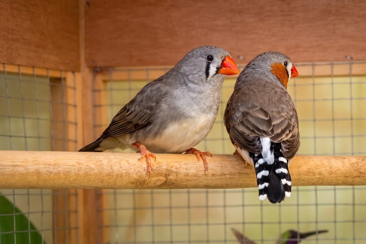 zebra finch, bird cage, exotic bird, bird pair, bird beaks, black and white stripes, red beak, natural habitat, bird indoors, wooden perch, bird care, mating, domesticated birds, wooden cage, feather coloration, bird warmth, wings, bird nest, bird habitat