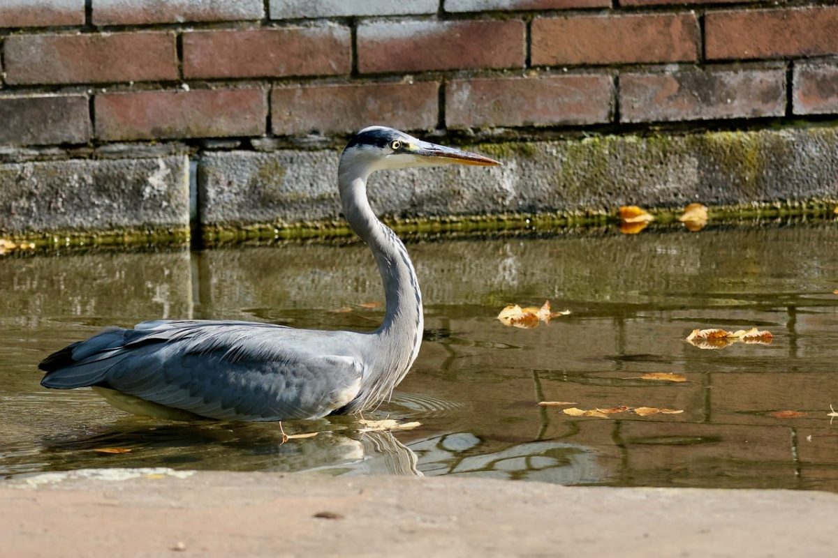 heron, water bird, feathers, garden wall, leaves, autumn, asia, fresh air, water flow, hunting, watery, zoology, observation, nature, reflection, watch, calm, duck, saddle, languages, line