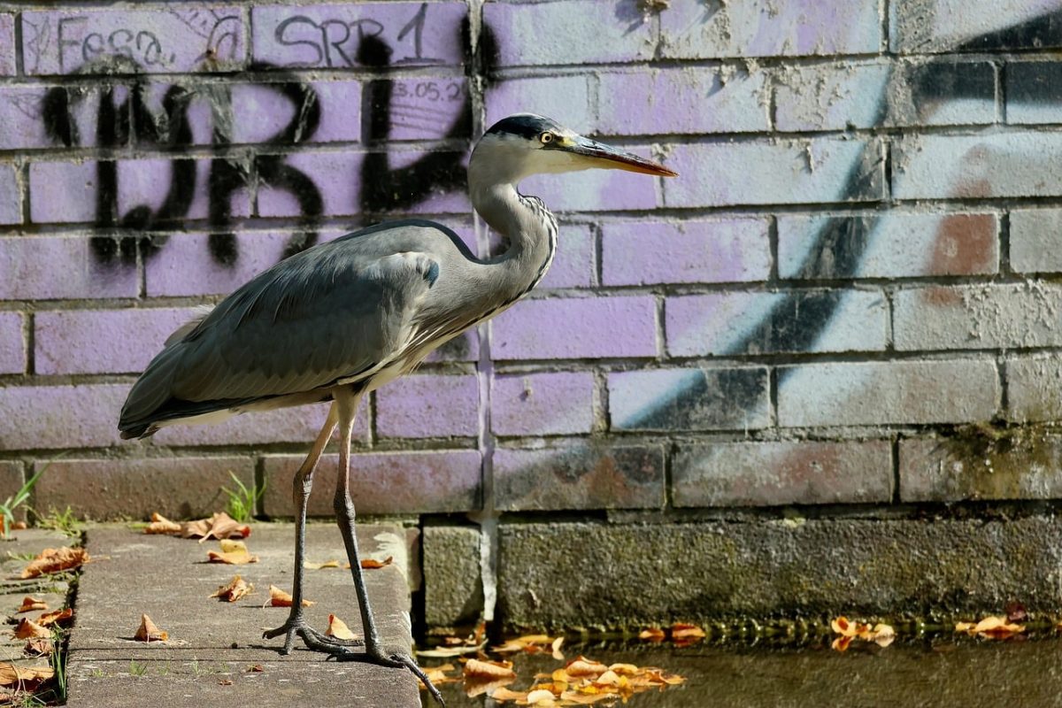 heron, birds, water, graffiti, brick wall, autumn, leaves, gray, tree, riverbank, wildlife, urban environment, floating, urban canal, nature in city, sunlight, silence, solitude, bird on ground, fallen leaves