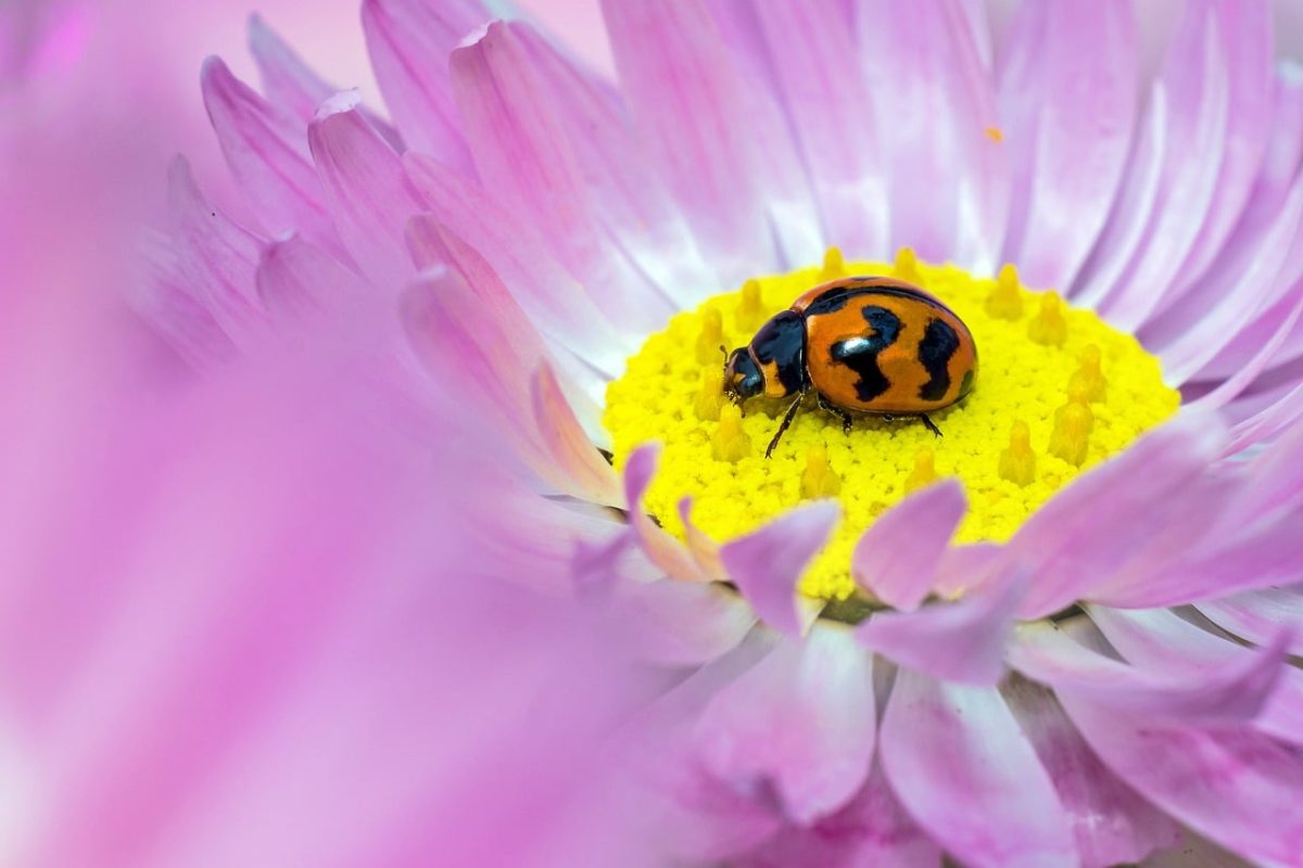 ladybug, flower, flower background, nature, purple color, yellow flowers, macro photography, flower wallpaper, insect, kings park, macro insect, macro ladybug, flower macro, nature details, telephoto lens, pastel colors, bright, tiny detail, beautiful flowers, biology, color harmony, spring, Kings Park, Western Australia, Australia