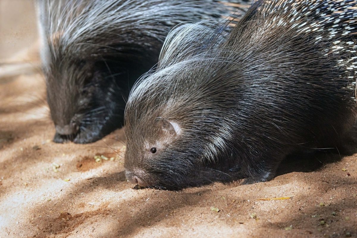 porcupine, animal, zoo, cute, prickly, crested porcupine, impact, sand, fur, cape porcupine, africa, skin, animal fur, creature, surface, nature, soil, african, natural habitat, wildlife, zoological
