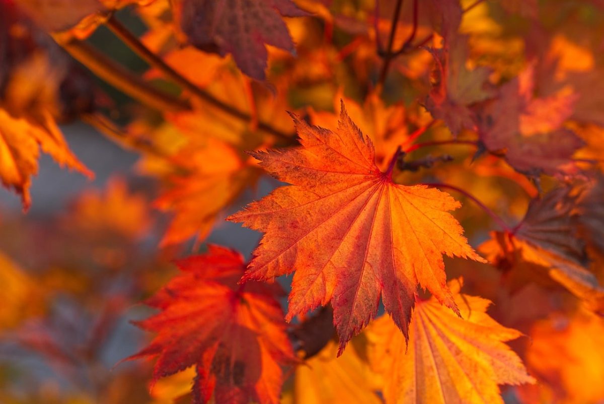 autumn, free wallpaper, leaves, orange, mac wallpaper, red, 4k wallpaper, nature, autumn leaves, close-up, cool backgrounds, 4k wallpaper 1920x1080, bright, warm colors, desktop backgrounds, natural beauty, seasonal, beautiful wallpaper, outdoor, background, wallpaper 4k, laptop wallpaper, soft color palette, hd wallpaper, free background, outdoor photography, nature in autumn, windows wallpaper, full hd wallpaper, leaf details, color shades, wallpaper hd, natural motifs, beauty of natural shapes