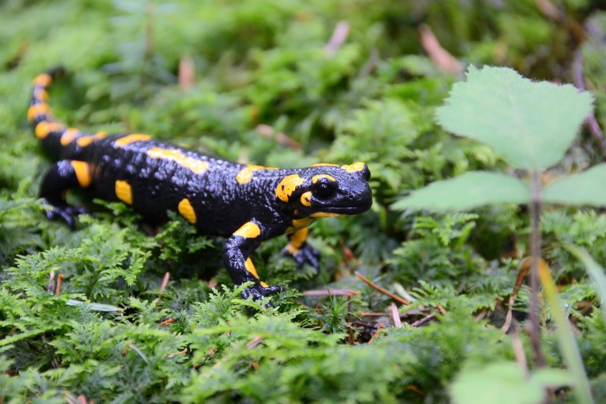 salamander, wildlife, macro, moss, forest, nature, yellow, black, details, ecosystem, rainforest, outdoor, close-up, natural, environment, animal, insect, green, error