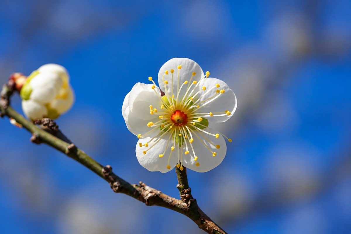 flower, white flower, blue sky, beautiful flowers, branch, spring, flower wallpaper, nature, asian flower, simplicity, decoration, beauty, grace, macro, peaceful, in full bloom, sunny, flower background, blossoming tree, outdoor, plum blossom, blooming flower