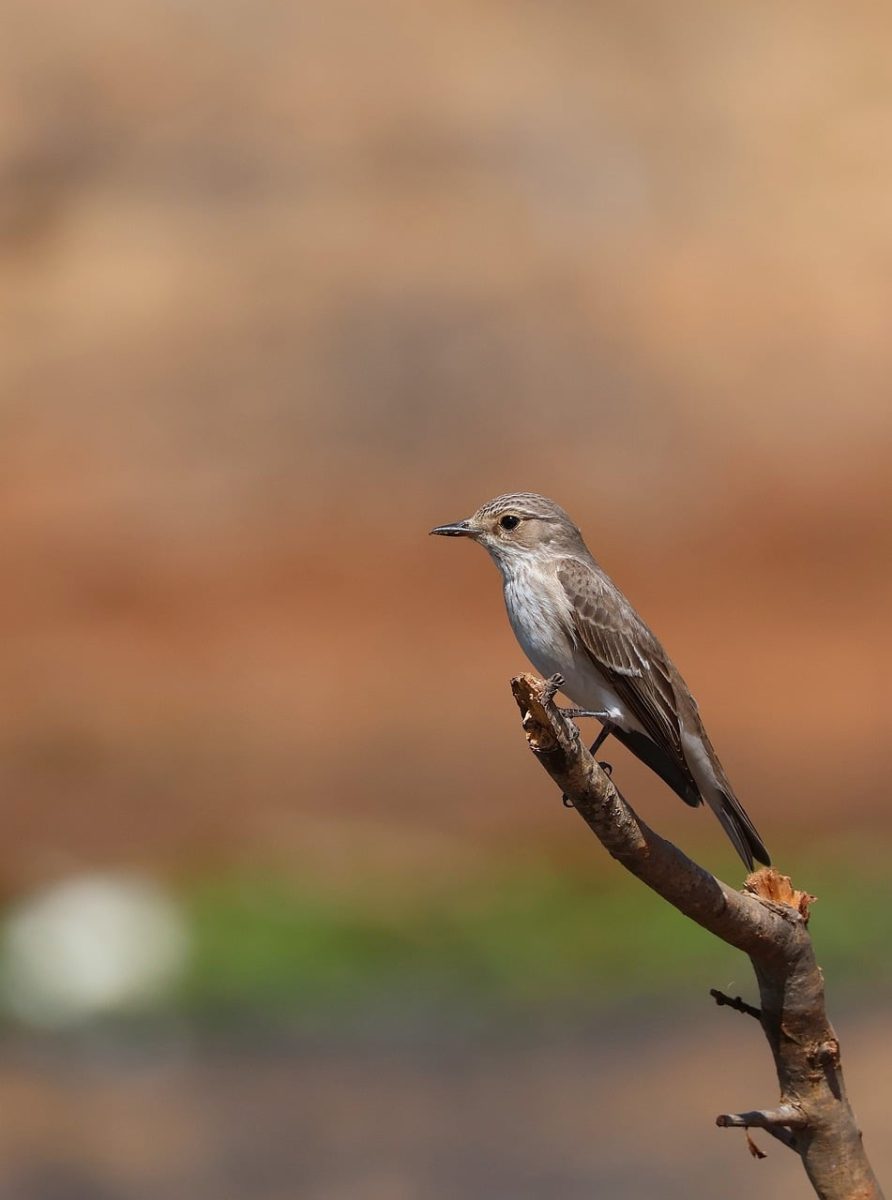 spotted flycatcher, bird, nature, wildlife, birdwatching, tree branch, outdoor, songbird, bokeh, two-tone, dust, outdoor photography, environment, fauna, feathered, natural background, wings, birdlife, israeli nature