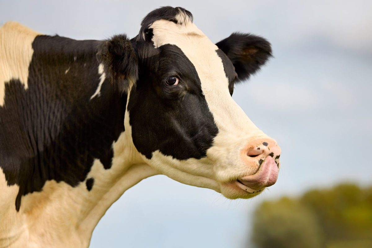 cow, holstein, licking, rural, outdoors, animal, farmer, black-and-white, portrait, nature, tongue, funny, agriculture, nose, entertaining, farm, mammal, amusing, everyday life, farming, europe