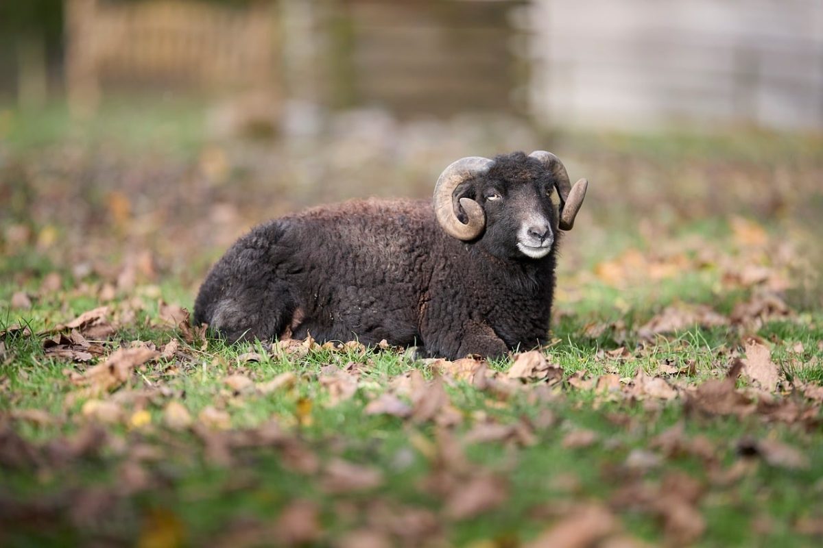 ram, ouessant, sheep, black, horn, animal, autumn, leaves, grass, rest, lying, nature, rural, farm, wool, portrait, male, tame, outdoor